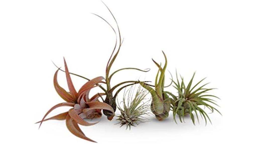 beginner friendly air plant collection