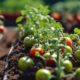 boost tomato harvest yield