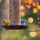 colorful bird feeders list