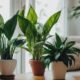 indoor plants for clean air