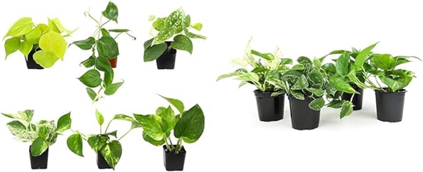 live plants bundle deal